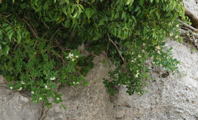 Lonicera pyrenaica subsp. majoricensis.2.jpg