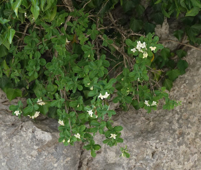 Lonicera pyrenaica subsp. majoricensis.3.jpg