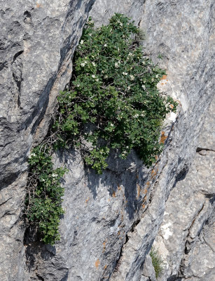 Lonicera pyrenaica subsp. majoricensis.jpg