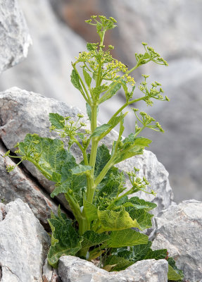 Pastinaca lucida.2.jpg