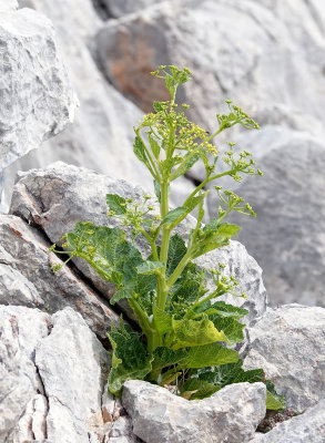 Pastinaca lucida.jpg