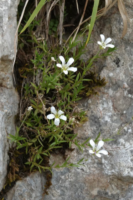 Arenaria grandiflora subsp. glabrescens.3.jpg