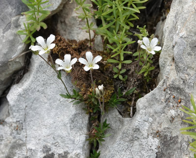 Arenaria grandiflora subsp. glabrescens.4.jpg