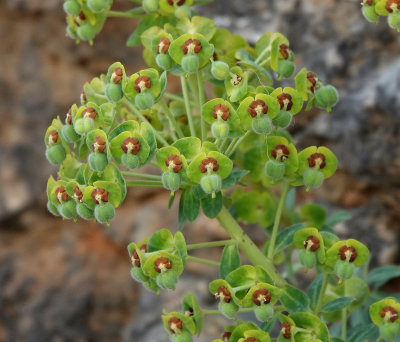 Euphorbia characias. Closer.jpg