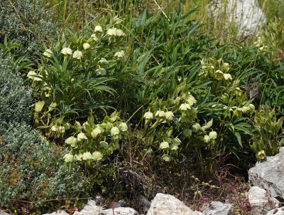 Helleborus foetidus.3.jpg