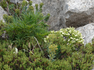 Helleborus foetidus.4.jpg