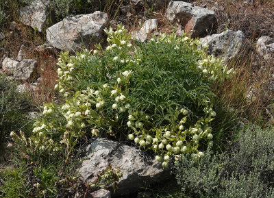 Helleborus foetidus.jpg