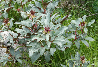 Paeonia cambessedesi.2.jpg