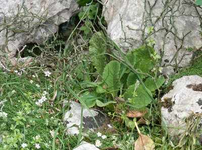 Primula vulgaris. 3.jpg