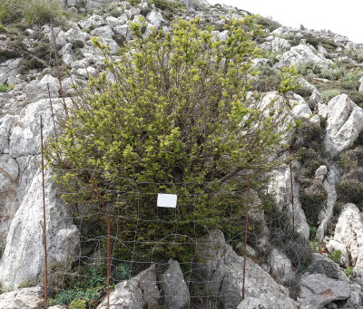 Taxus baccata protected against goats.