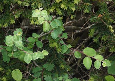 Amelanchier ovalis.jpg