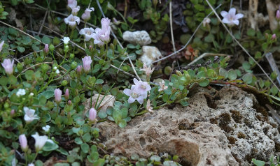 Anagallis tenella. Closer.jpg