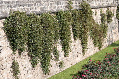Capparis spinosa.1.jpg