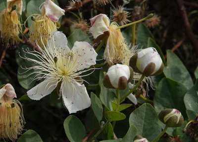 Capparis spinosa.2.jpg