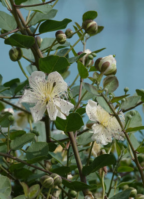 Capparis spinosa.3.jpg