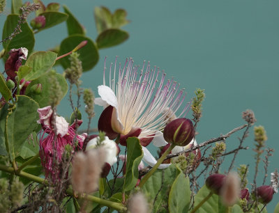 Capparis spinosa.4.jpg