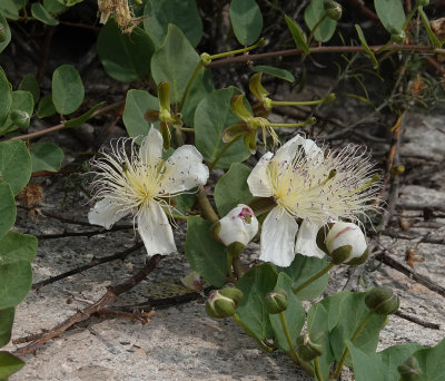 Capparis spinosa.jpg