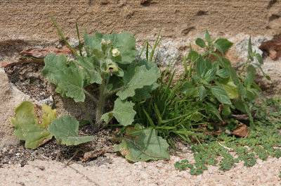 Hyoscyamus albus.2.jpg