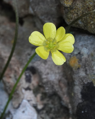 Ranunculus weylerii. Close-up.jpg