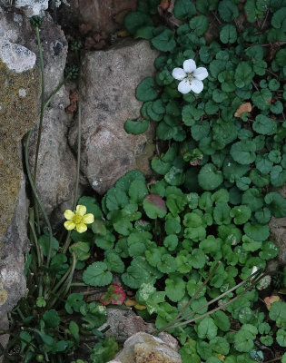 Ranunculus weylerii.6.jpg