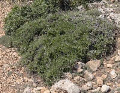 Rhamnus oleoides subsp oleoides.jpg