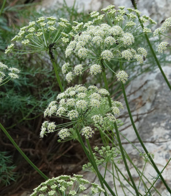 Laserpitium gallicum. Closer.jpg