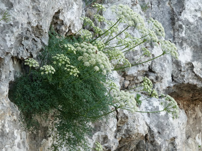 Laserpitium gallicum