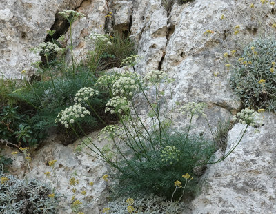 Laserpitium gallicum