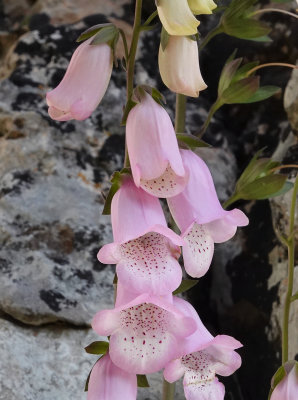 Digitalis minor var, palaui. Close-up.1.jpg