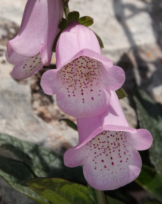 Digitalis minor var, palaui
