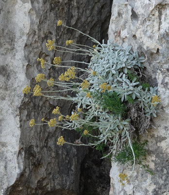 Helichrysum ambiguum in bud.jpg