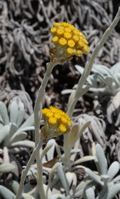 Helichrysum ambiguum. Closer.jpg