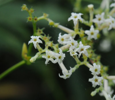Ceballosia fruticosa. Close-up.jpg