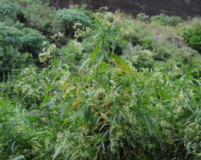Ceballosia fruticosa.3.jpg