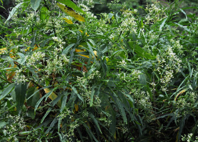 Ceballosia fruticosa.jpg