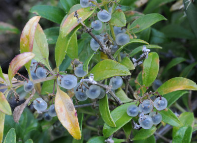 Rubia fruticosa, In fruit.2.jpg