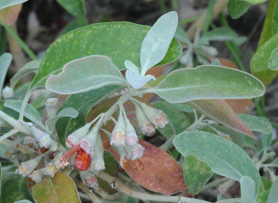 Teucrium heterophyllum. Closer.2.jpg