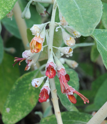 Teucrium heterophyllum. Closer.