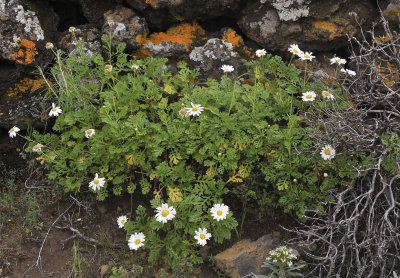 Argyranthemum.2.jpg
