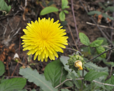 Reichardia ligulata. Close-up.2.jpg