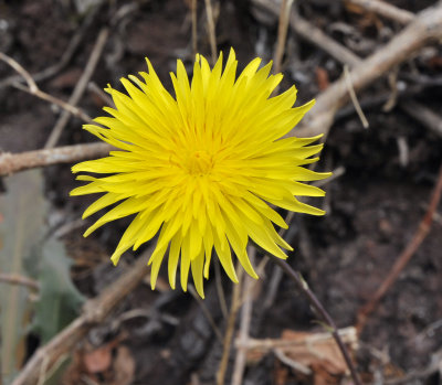 Reichardia ligulata. Close-up.jpg