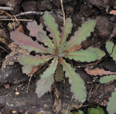 Reichardia ligulata. Foliage.2.jpg