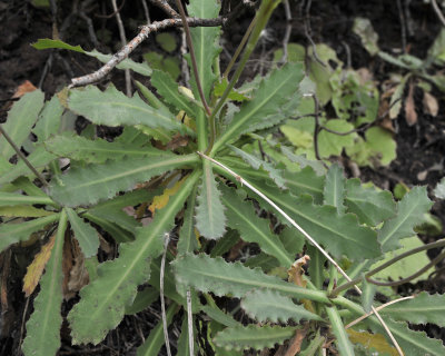 Reichardia ligulata. Foliage.jpg