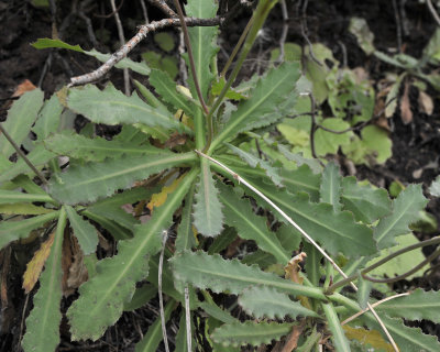 Reichardia ligulata. Foliage.