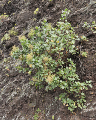 Rumex lunaria.jpg