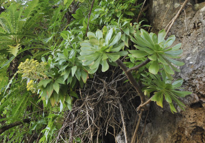 Aeonium arboreum ssp. holochrysum.jpg