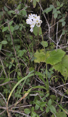 Allium canariensis.2.jpg