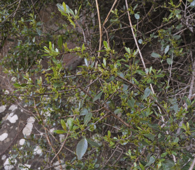 Rhamnus crenulata.jpg