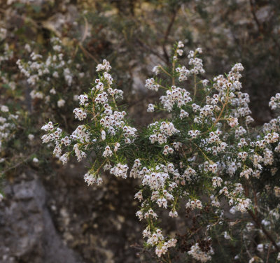 Erica canariensis.jpg