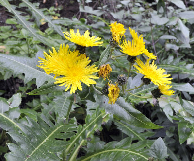 Sonchus hierrensis. Closer.2.jpg